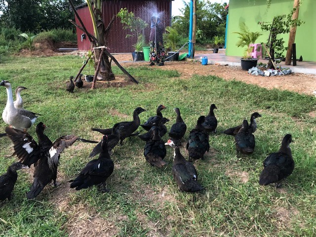 Ducks on the farm. Adapting to farm life.