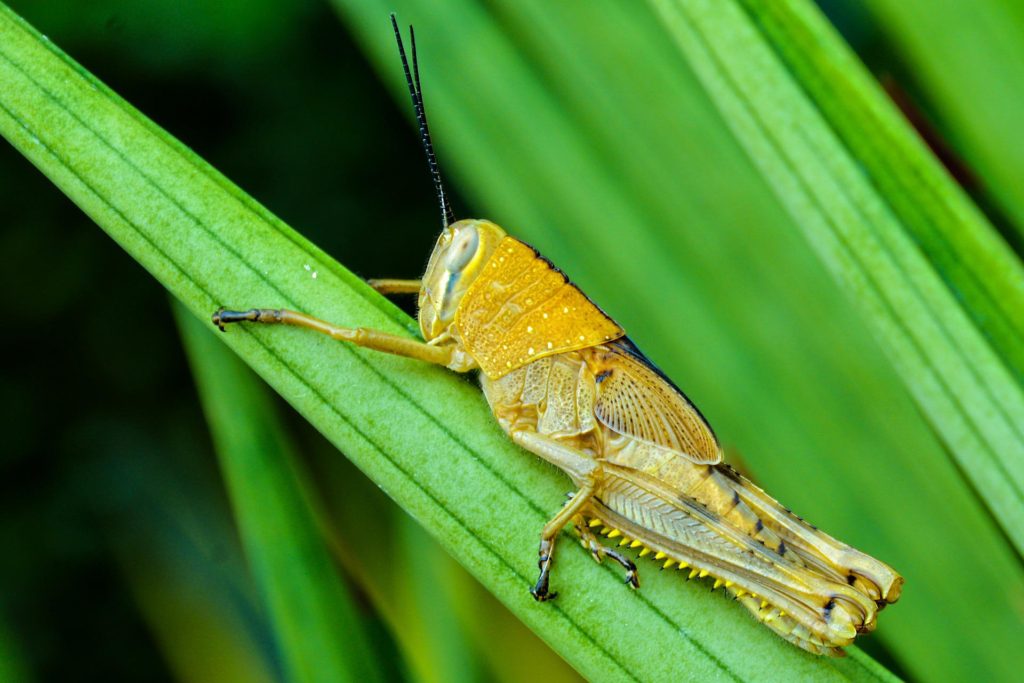 Planthopper in the rice field ecosystem.