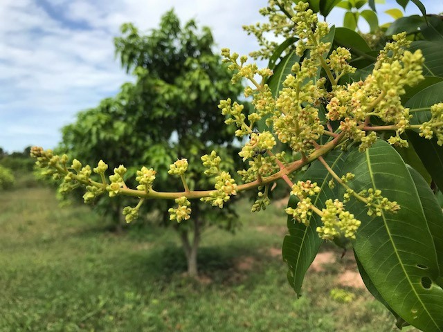 Flowers sprouting on a mango tree.