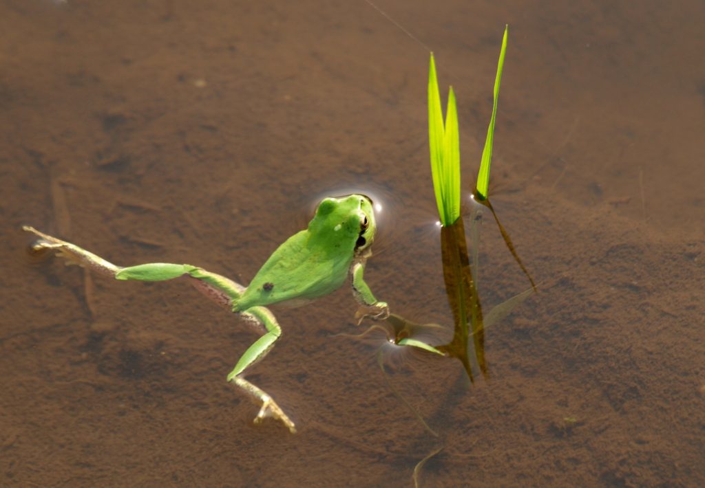 Green frog swimming.