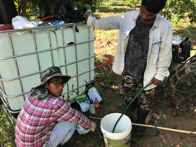 Mixing the chemicals with water for the spraying off the mango trees. Mango season Cambodia!
