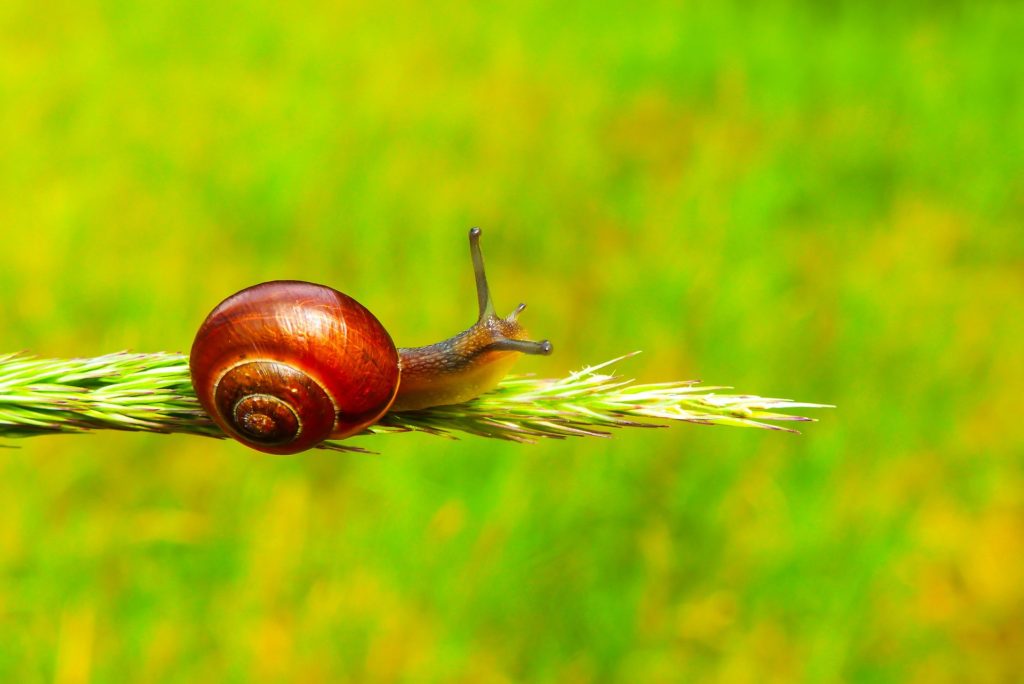 Snail in the rice field.