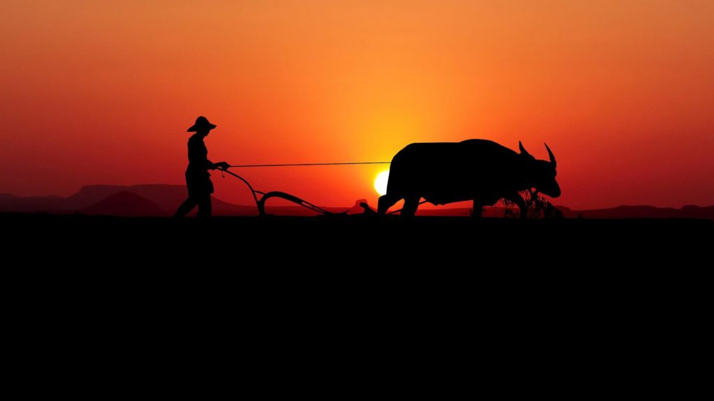 A buffalo drawn plough at sunset.