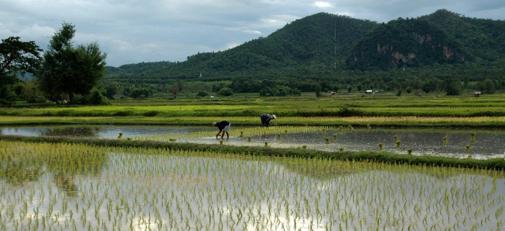 Rice field workers manually transplant rice seedlings.
