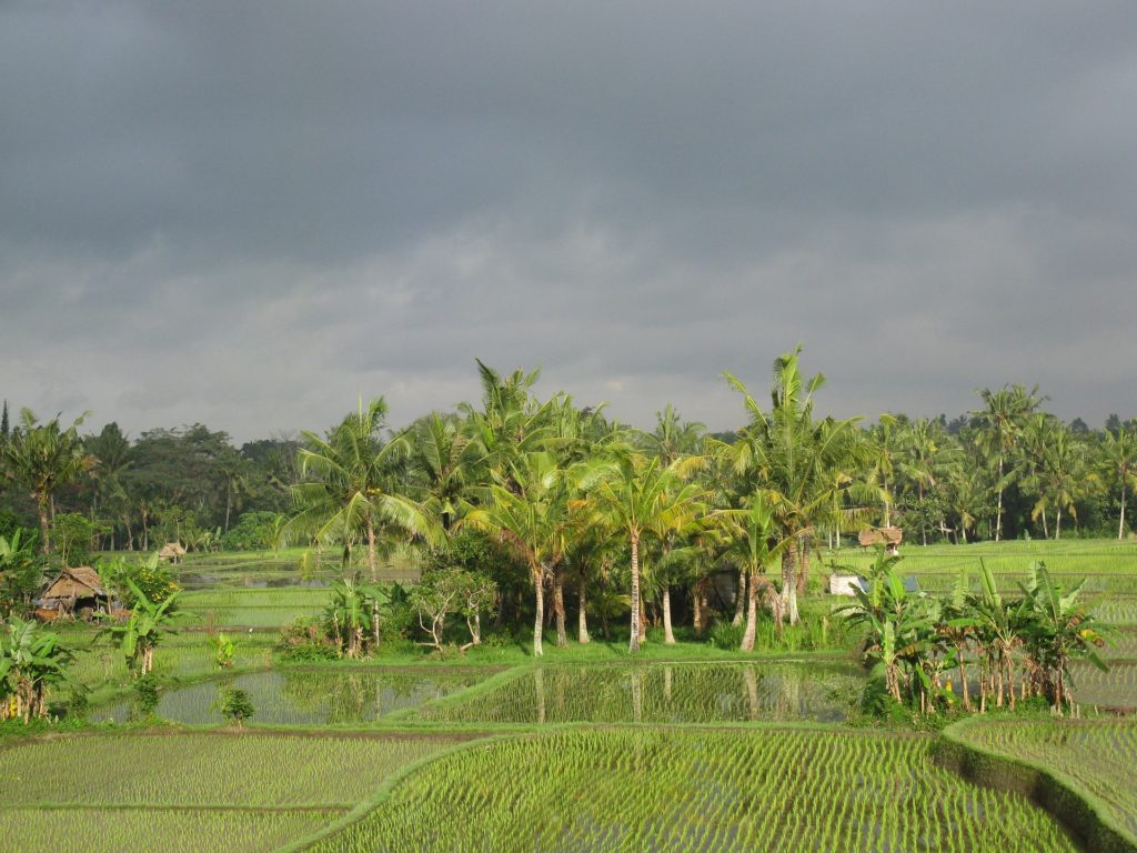 Storm approaches a rice field ecosystem