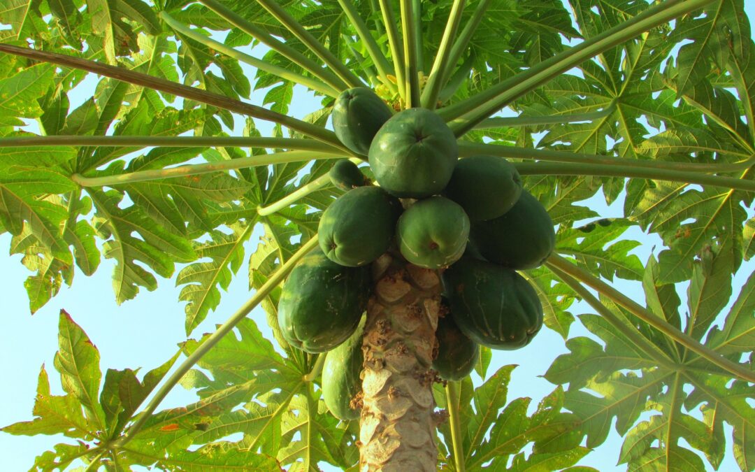 Papaya, it’s Tropical, Sexy, and Delicious!