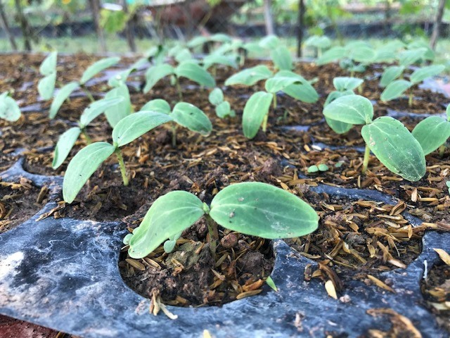 Cucumber seedlings.