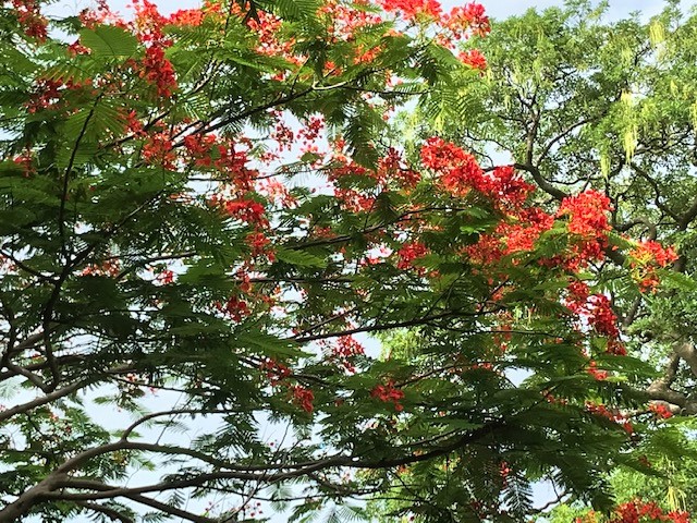 Flame trees of Kep.