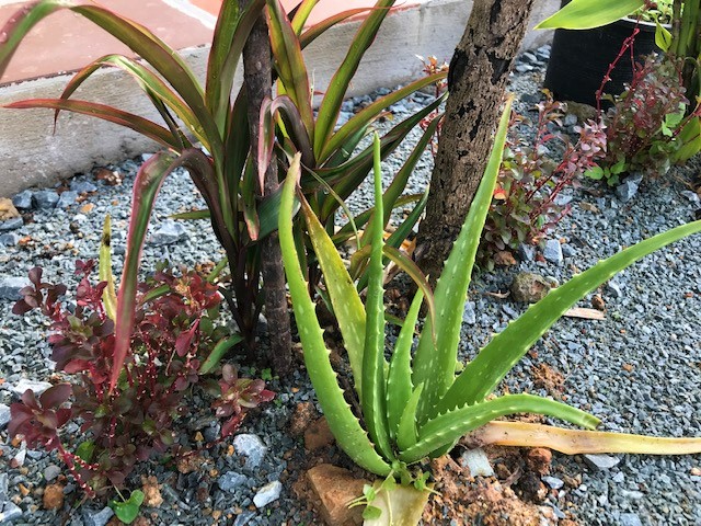 Aloe Vera growing, tropical gardening.