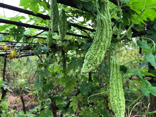 Bitter gourd hanging from a pergola, tropical gardening.