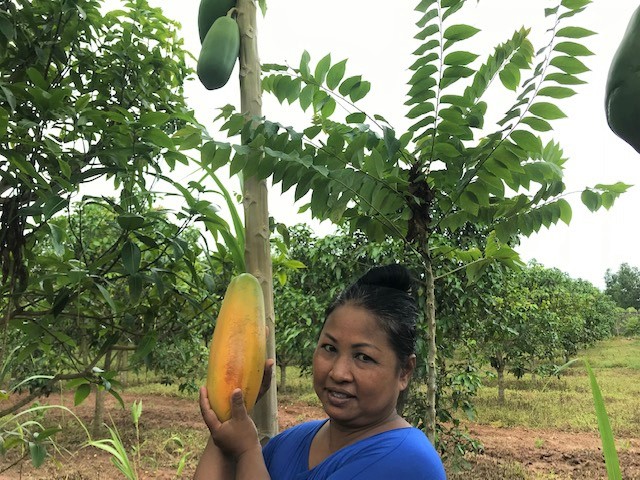 Picking fresh papayas from our tree.