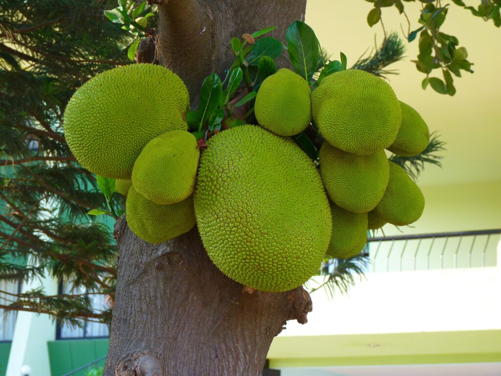 The amazing Jackfruit Tree, is one of the best tropical trees in the world.