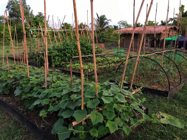 Tropical vegetable gardening.