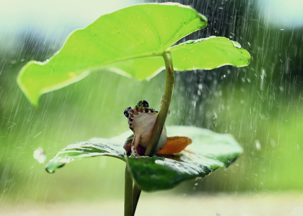 Living in the tropics, a frog shelters from the rain.