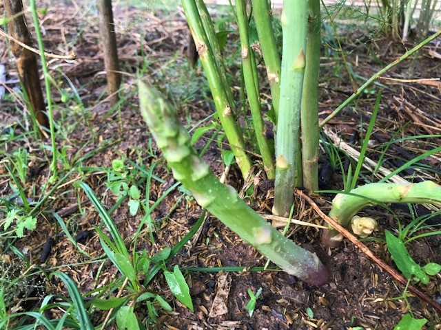 Asparagus spear shooting up on our farm in the tropics!
