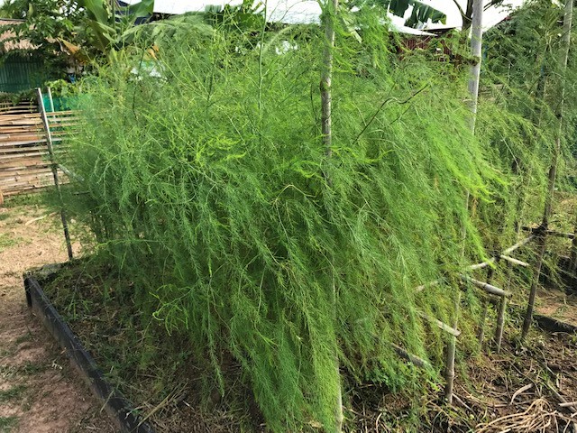 Asparagus ferns, can you grow asparagus in the tropics?