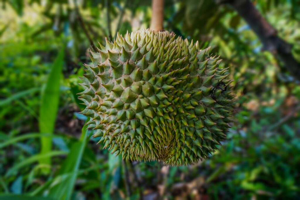 Durian fruit growing on a tree.
