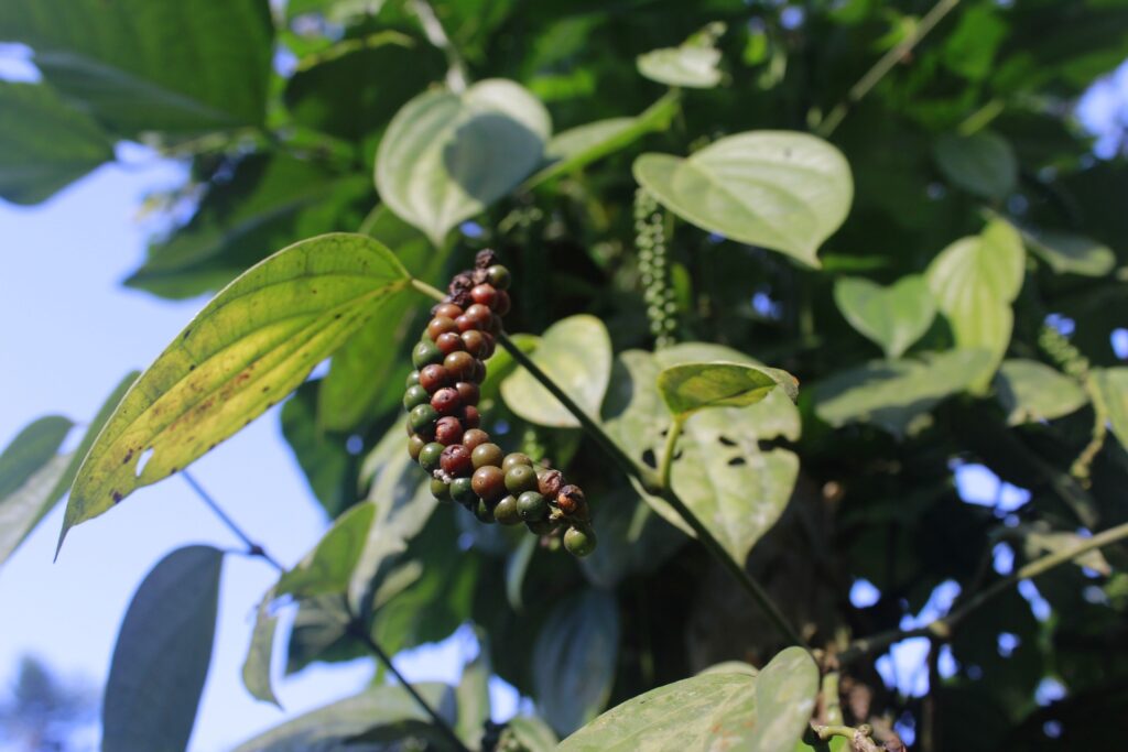 Peppercorns growing on the vine.