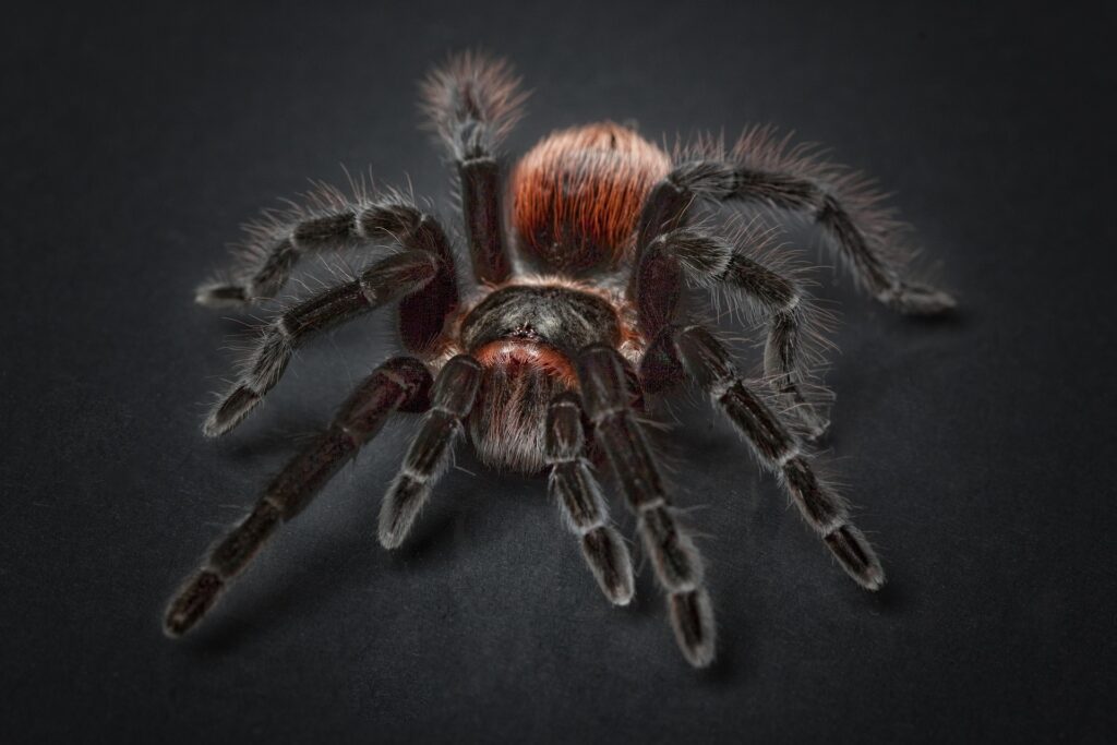 A Thai Black Tarantula is one of the many spiders living in the tropics.