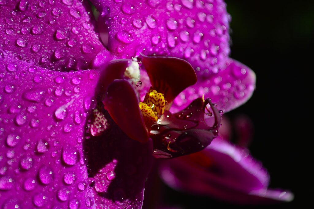 A tropical orchid in the morning dew.