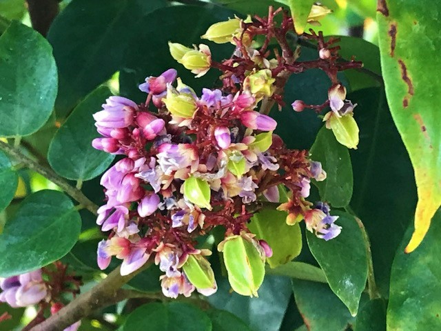 The flowers of the carambola tree, tropical fruit tree.
