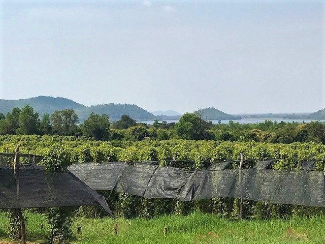 Views across La Plantation pepper vines.
