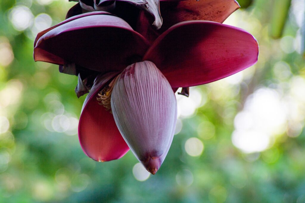 Banana flower hanging from the tree.