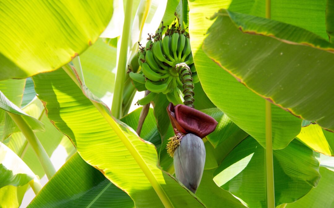 Banana Tree – An Amazing, Versatile Tree!