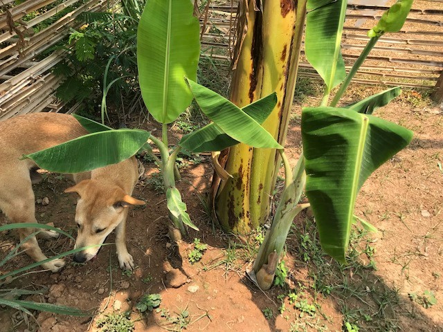 New banana trees popping up from the ground.