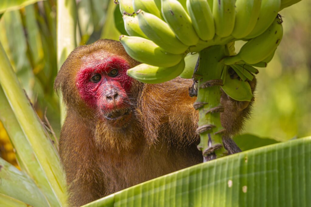 A monkey in a banana tree.