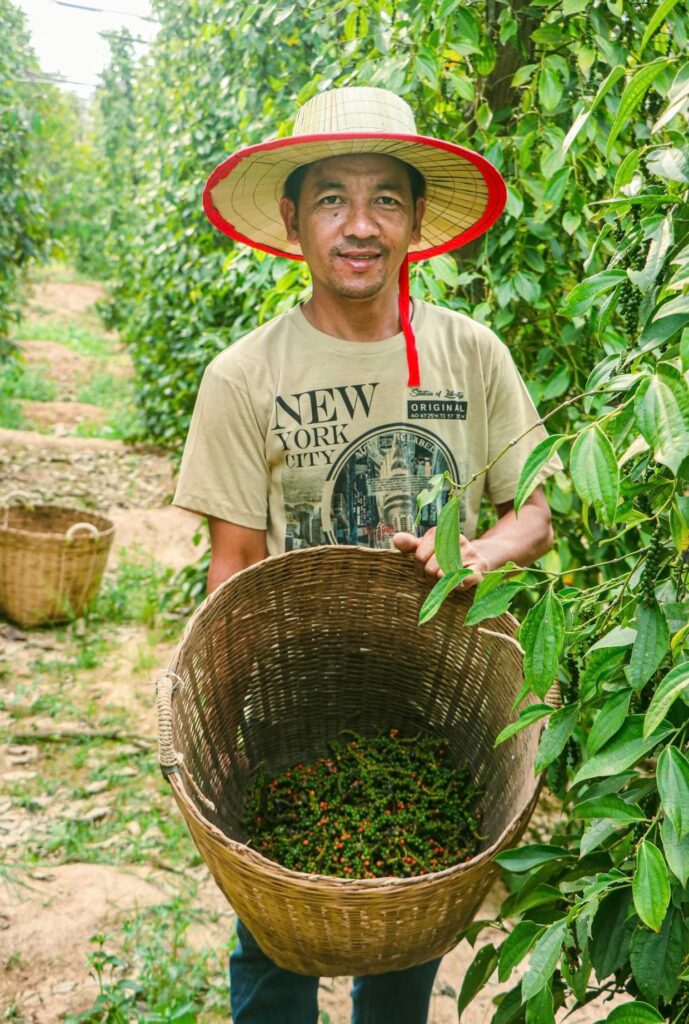 A plantation worked harvests Kampot Peppercorns.