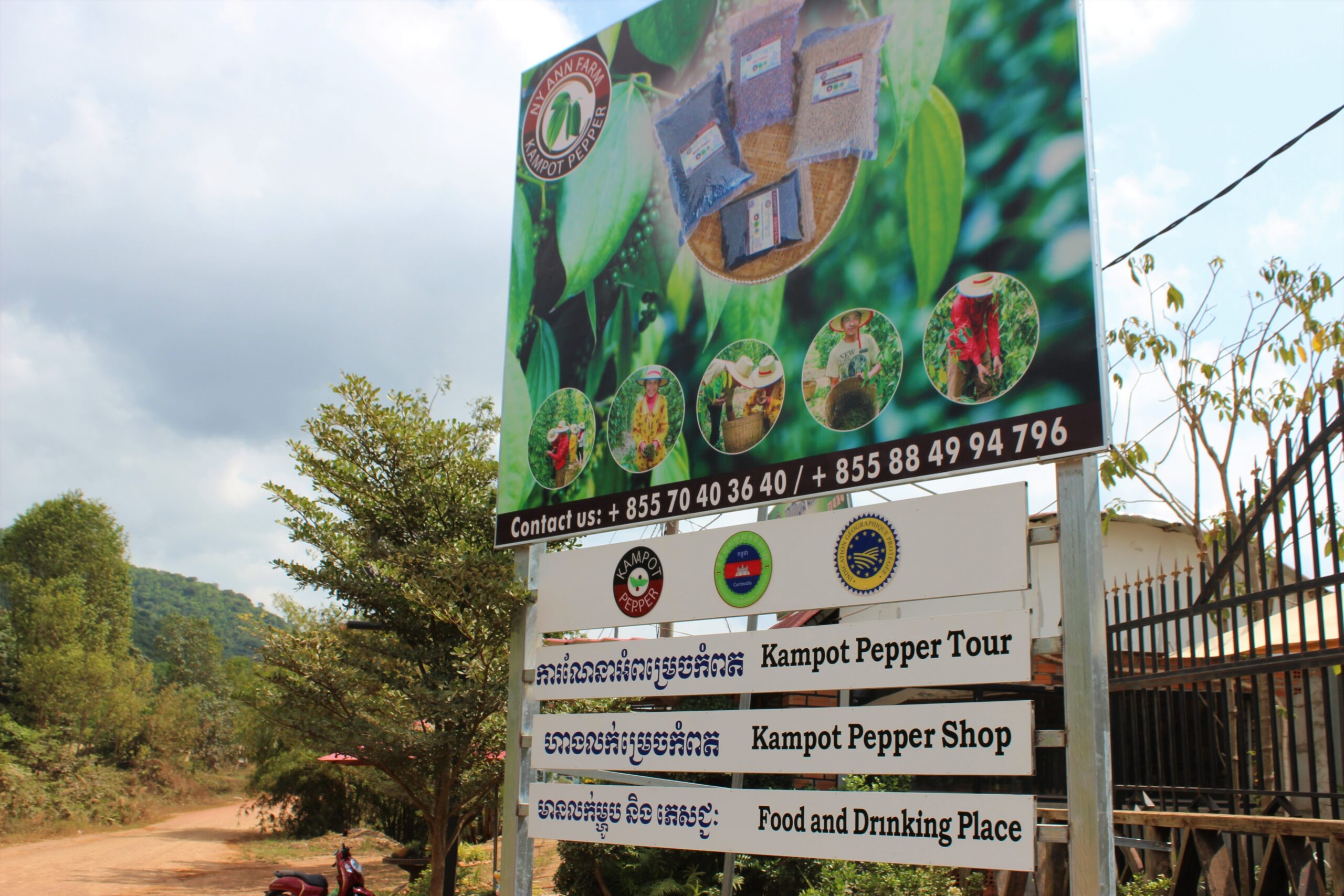 Kampot Pepper Farm – Ny Ann Pepper Farm will Surprise You!